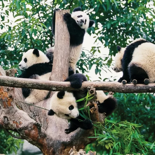 3-Day Private Tour: Incredible Chengdu Highlights