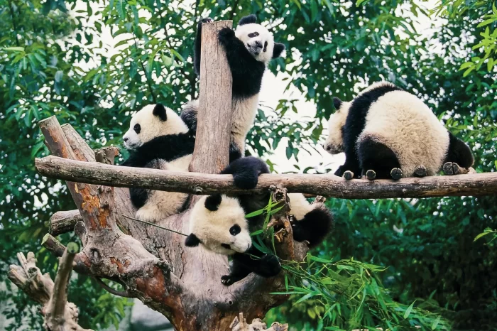 3-Day Private Tour: Incredible Chengdu Highlights