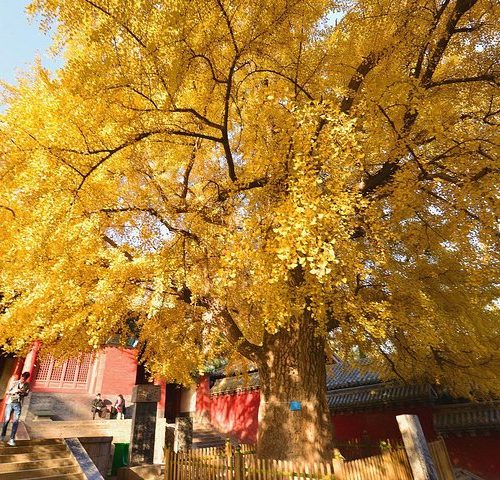 Private Day Tour to Shaolin Temple and Yellow River from Xi’an by Bullet Train