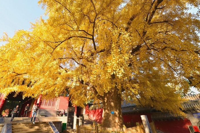 Private Day Tour to Shaolin Temple and Yellow River from Xi’an by Bullet Train